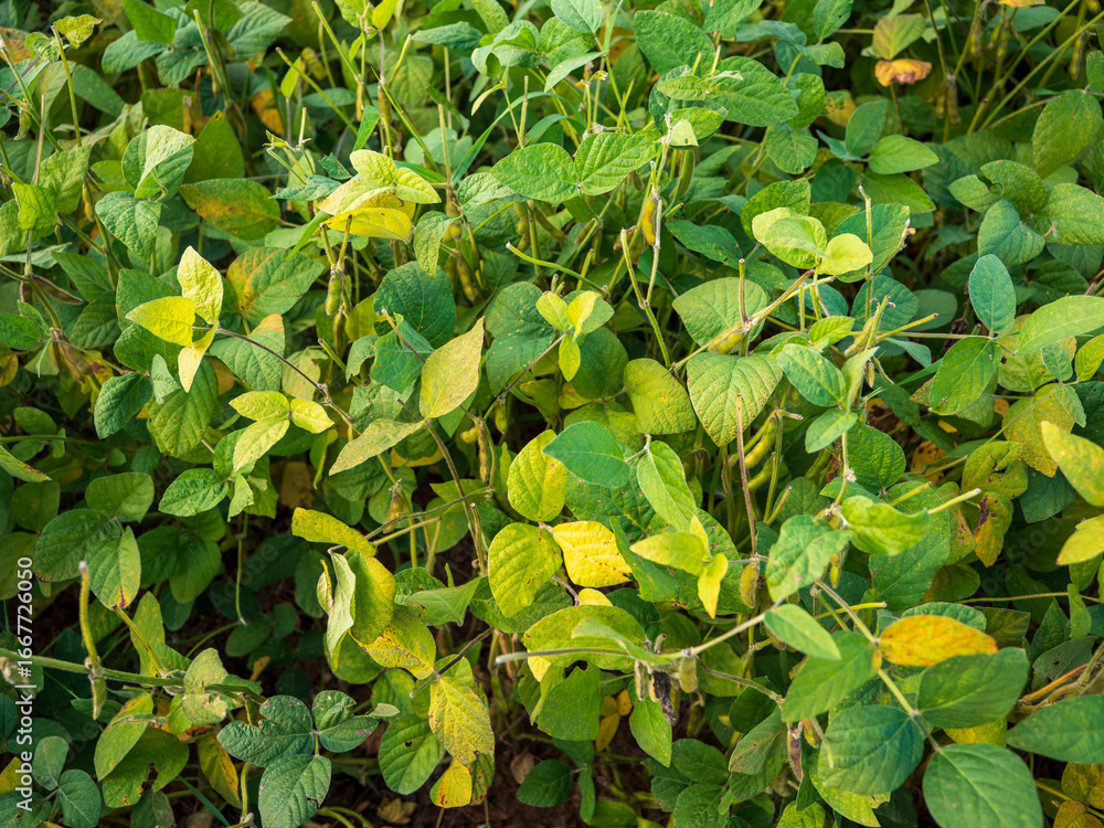 Obraz premium Close view of green soybean plants with pods and leaves growing in farmland during summer.