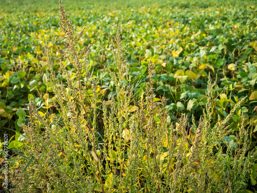 Weeds such as lambsquarters (Chenopodium album) growing among soybean plants in an agricultural field during summer.