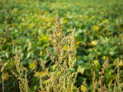Weeds such as lambsquarters (Chenopodium album) growing among soybean plants in an agricultural field during summer.