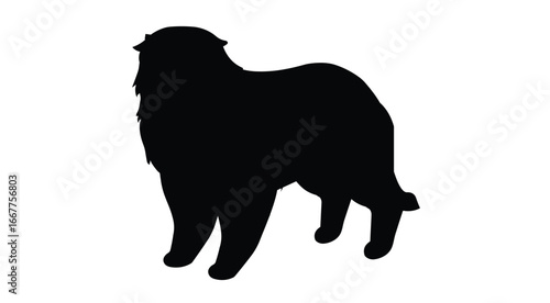Silhouetted Collie Dog on White