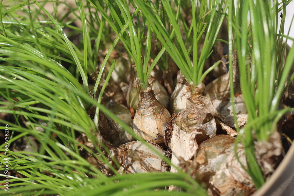 Fototapeta premium cebulki Albuca humilis niska