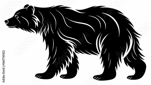 Illustration of a black bear walking with detailed fur and claws in a side profile view on white background silhouette