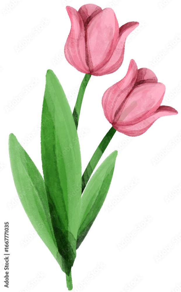 Fototapeta premium tulip