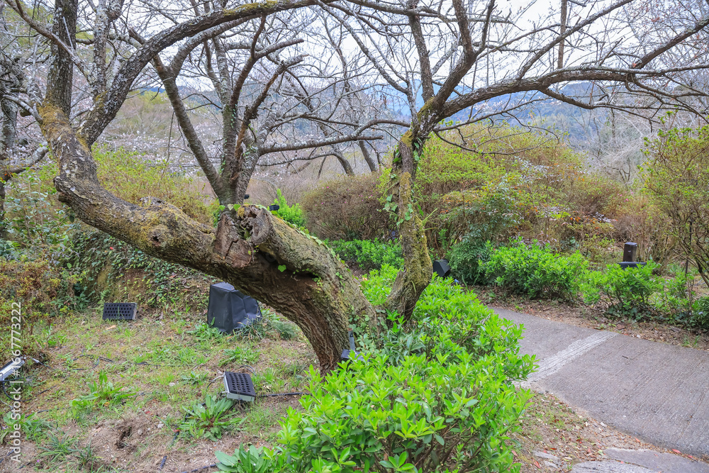 Fototapeta premium March 26 2025 Mountain Path with Scenic View and People Exploring the Natural, Japan