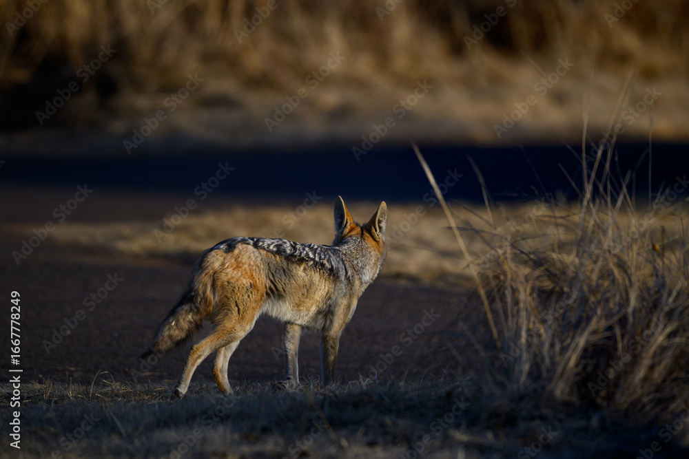 Fototapeta premium A black-backed jackal looking across a road