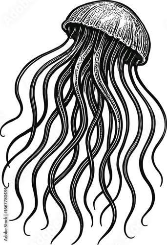 Intricate illustration of a creature with detailed linework and wavy parts against a white background
