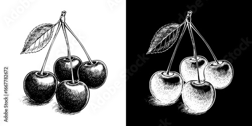 Monochrome isolated vector image of cherries,  two design variants on transparent and black background, pencil drawing, chalk drawing