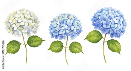 Delicate watercolor hydrangeas in soft blue and white hues, stunning floral design element for invitations