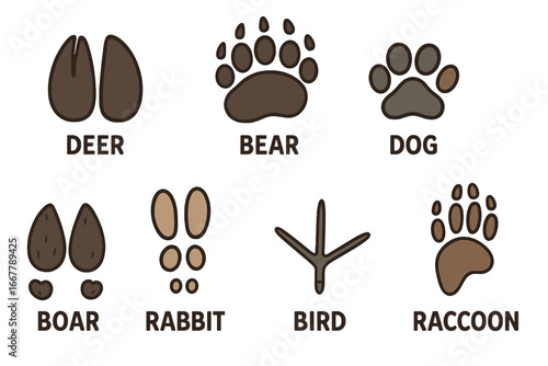Animal tracks vector set with deer, bear, dog, boar, rabbit, bird, raccoon. Forest wildlife footprint collection. Educational paw and hoof prints. Cartoon illustration.