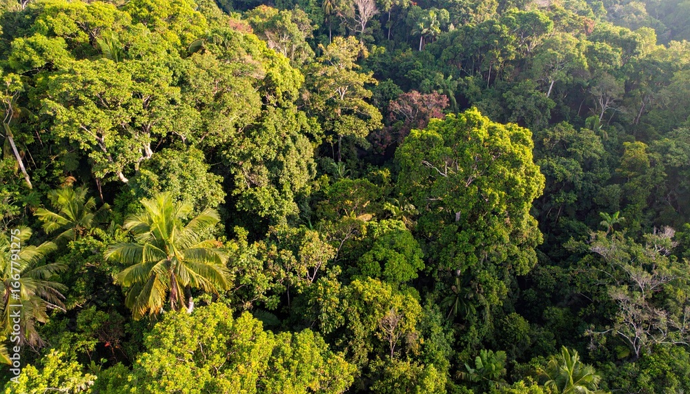 Naklejka premium Lush Green Tropical Forest Canopy Aerial View