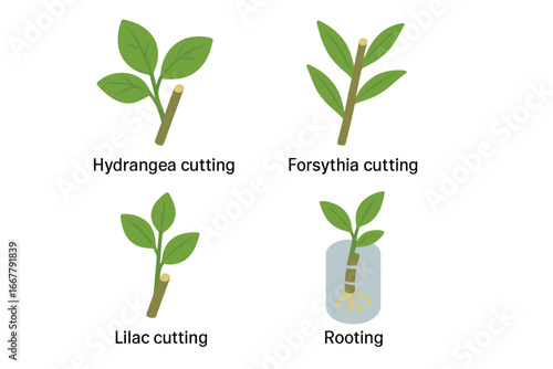 Woody cutting vector icon set. Plant propagation concept. Isometric illustrations of hydrangea, forsythia, lilac shrub cuttings. Rooting in water. Gardening, horticulture.