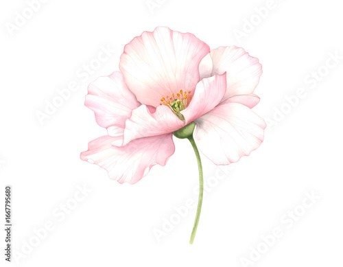Delicate pink flower with intricate veins and slender stem on Transparent Background.	