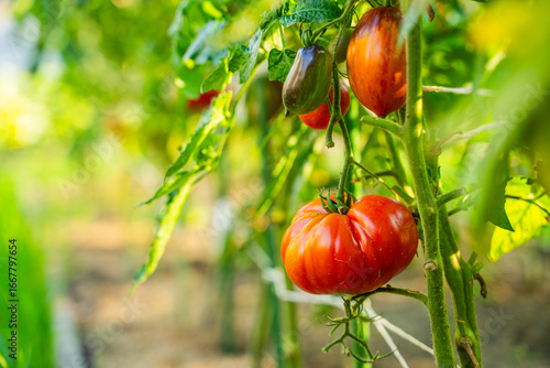 Red tomatoes growing in a vegetable garden close-up
