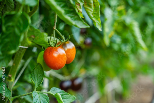 Red tomatoes growing in a vegetable garden close-up