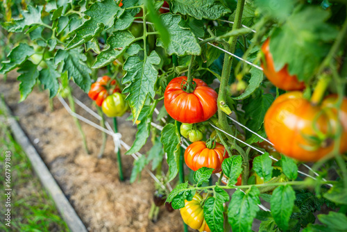 Red tomatoes growing in a vegetable garden close-up