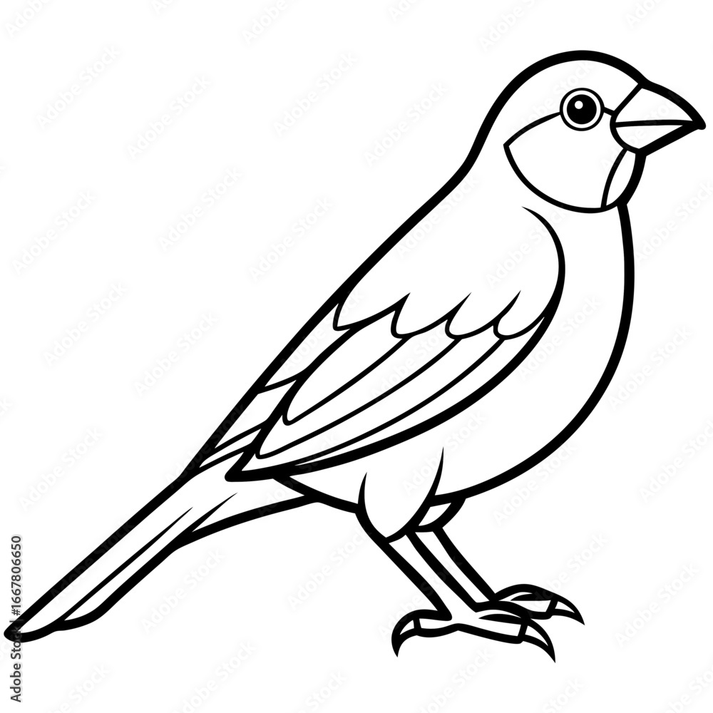 Fototapeta premium Canary line art vector