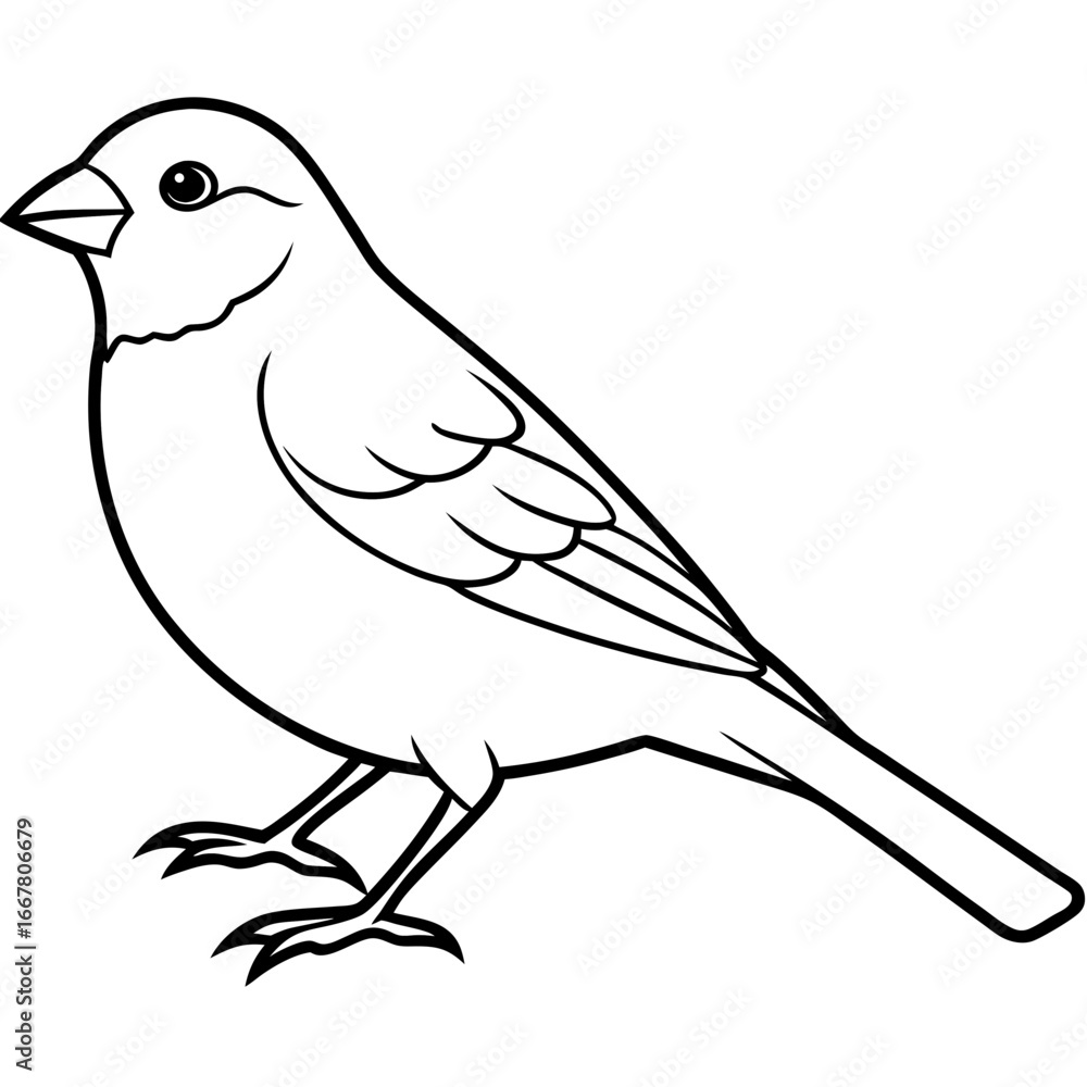 Fototapeta premium Canary line art vector