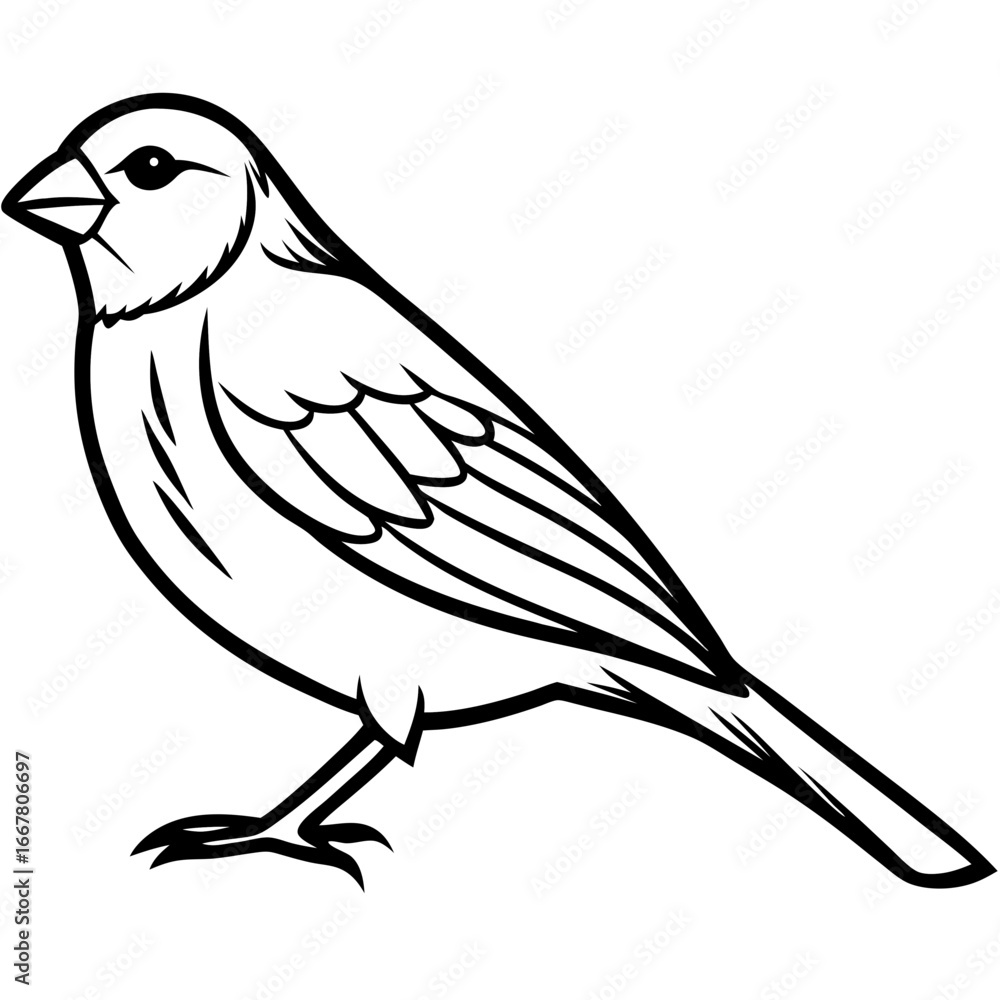 Obraz premium Canary line art vector