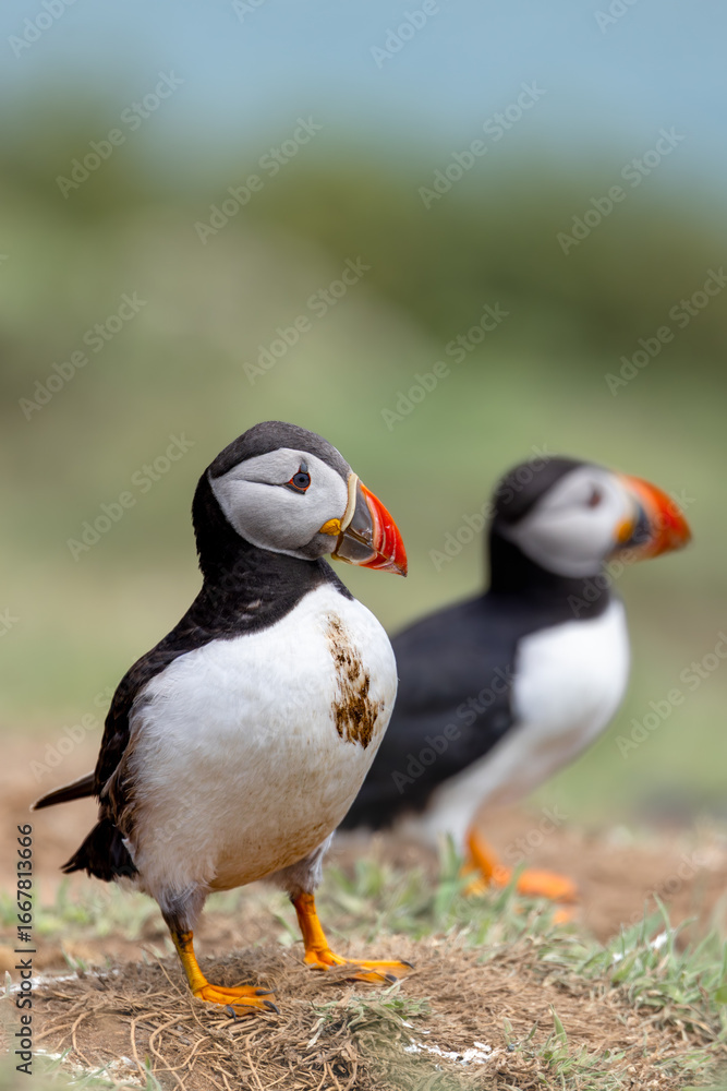 Fototapeta premium Dirty little atlantic puffin 