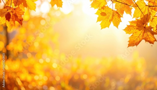 golden foliage bathed in the warm glow of sunlight, creating a vibrant autumn atmosphere