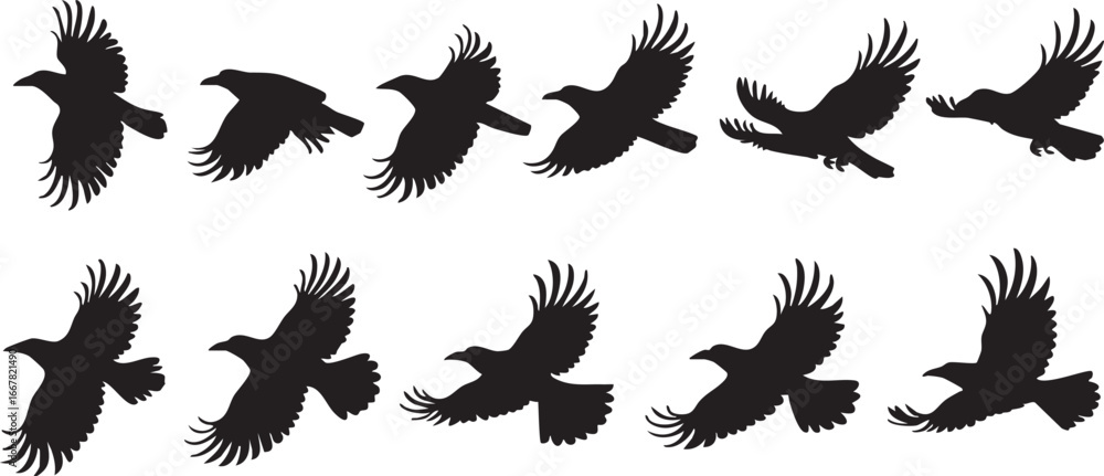Obraz premium Flying raven silhouette vector: animation sequence of bird flight eps
