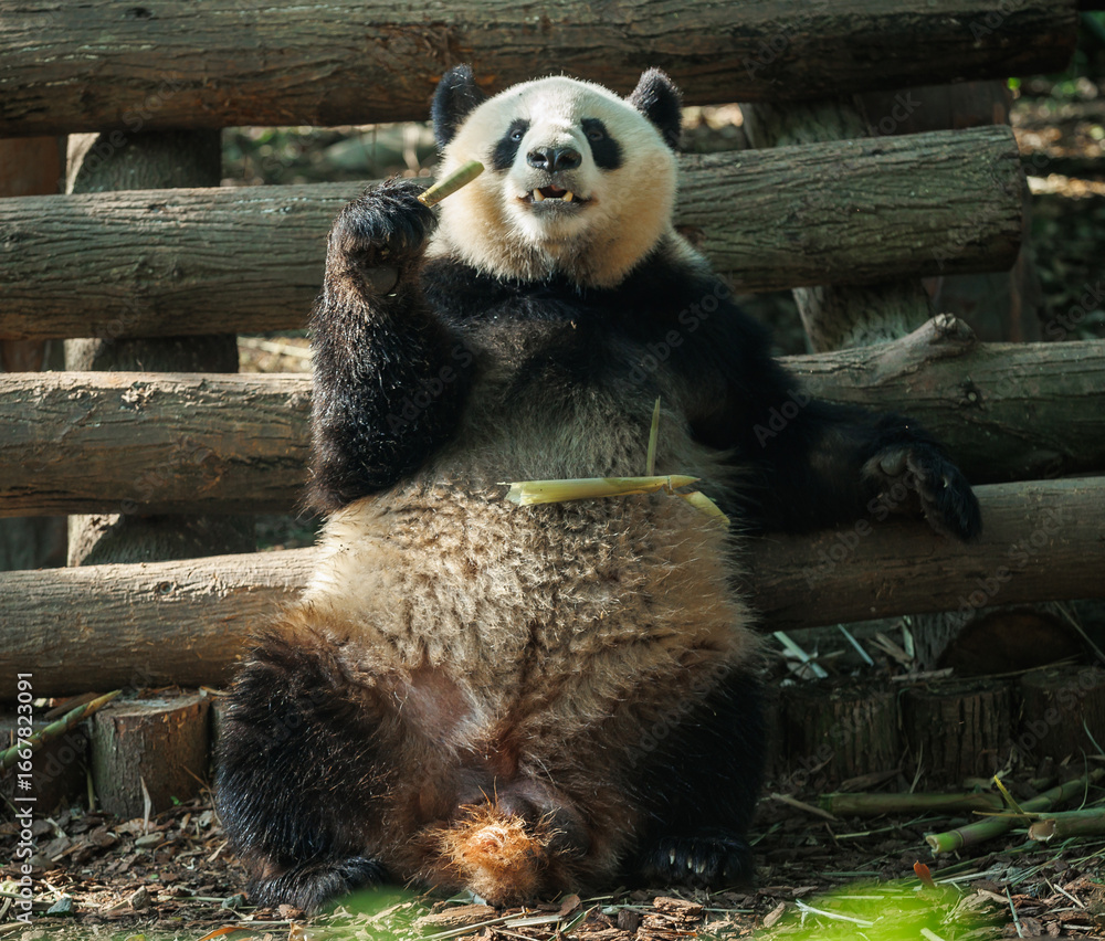 Fototapeta premium One giant panda in the zoo