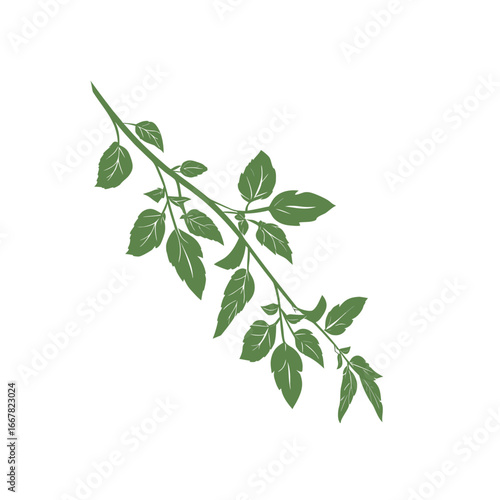 green leaves isolated on white