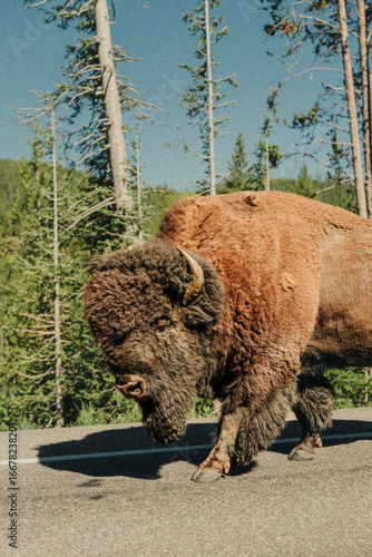 A lone bison walks freely down a quiet road in Yellowstone.