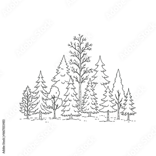 Winter forest landscape vector illustration with trees and a Christmas pine fir snow scene