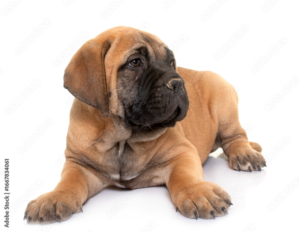 puppy bull mastiff puppy bull mastiff