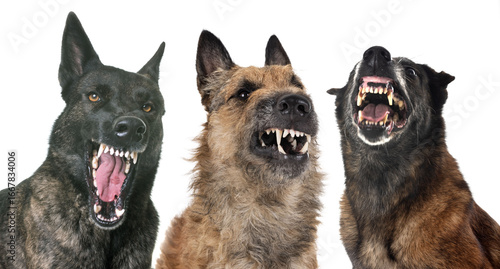 aggressive dogs in studio