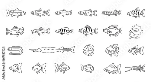 A collection of various fish species, including freshwater and saltwater varieties, illustrated in a simple line art style on a clean