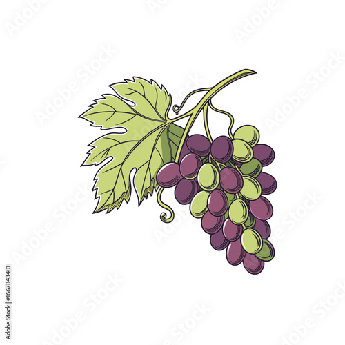 Stylized Grape Illustration – Purple and Green Grapes on Vine with Leaf