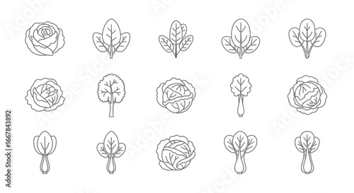 Collection of line art illustrations of various leafy green vegetables and cabbage varieties, isolated on a clean, perfect for healthy eating and culinary themes