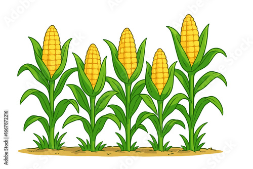 Row of corn stalks with ripe cobs in a field. Agriculture and farming concept. Cartoon vector illustration of a maize plantation, crop harvest. Isolated on white background.