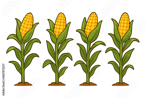 Corn stalk plant vector icon set. Cartoon maize crop growing. Sweetcorn agriculture, farm harvest. Organic vegetable food. Farmland cultivation. Isolated corn cob illustration.