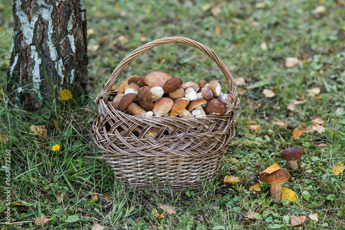 White mushrooms in the forest in a wicker basket. Noble, royal mushroom. White mushroom. Beautiful texture of the natural background.