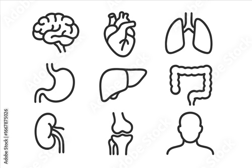 Human anatomy line icon set. Medical and healthcare symbols. Internal organs vector collection: brain, heart, lungs, liver, stomach, intestines, kidney, joint. Simple outline pictograms.