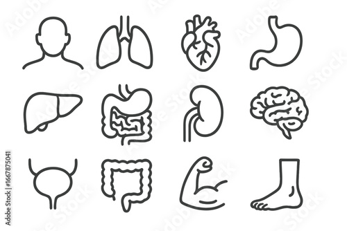 Human anatomy icon set. Medical and health symbols. Simple outline vector illustration of organs: lungs, heart, brain, liver, kidney, stomach, intestine, bladder, muscle.
