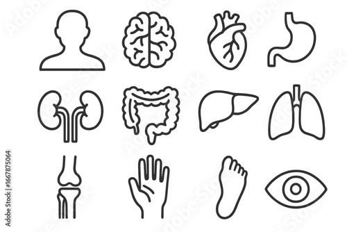 Human anatomy line icon set. Medical organ symbols. Simple outline vector illustration of brain, heart, lungs, liver, stomach, kidney, intestine, eye, joint, hand, foot.