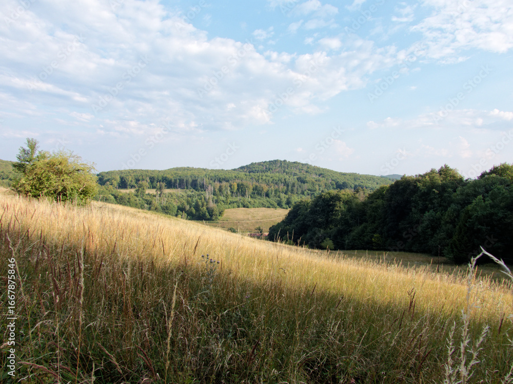Fototapeta premium Scenic Meadow and Forest Landscape