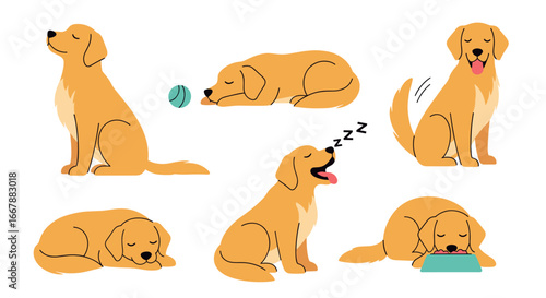 Collection of cute golden retriever dogs in various relaxing and playful poses depicting daily life activities