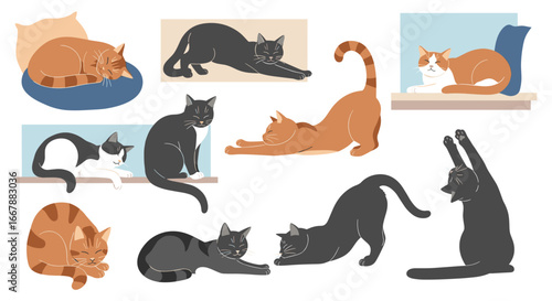A collection of adorable feline friends showcasing diverse poses and colors