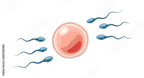 The incredible journey of sperm towards the egg a visual representation of fertilization and conception