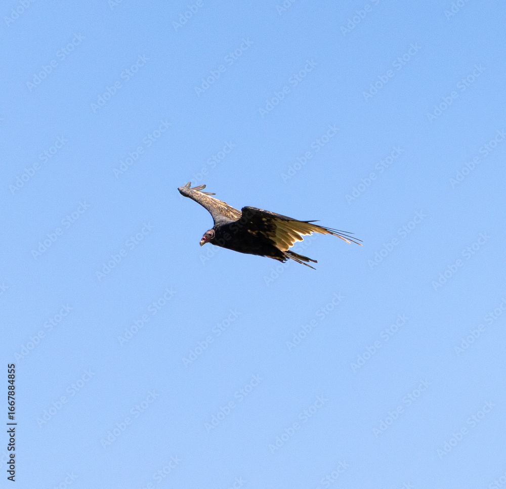 Fototapeta premium Turkey Vulture (Cathartes aura) Soaring in Flight on a Bright Summer Day