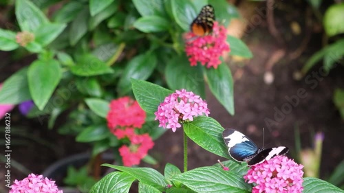 Butterflies sit on flowers. Butterflies spread their wings while sitting on flowers. Tropics. Tropical butterflies.