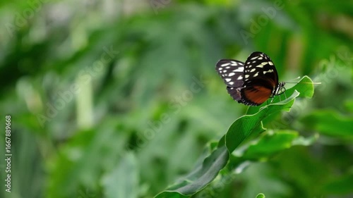 A butterfly sits on a flower. A butterfly spreads its wings while sitting on a flower or plant. Tropics. Tropical butterflies. 