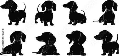 Silhouette dachshund dog poses, black vector illustration, pet animal clipart, canine breed art, standing sitting lying positions, isolated graphic design