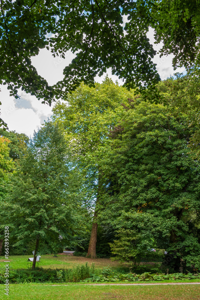Naklejka premium trees in the park