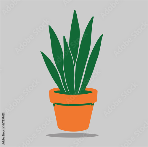 cactus in a pot